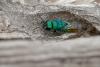 Chrysis marginata